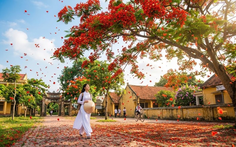 Hoa phượng kết hợp hiệu ứng rơi