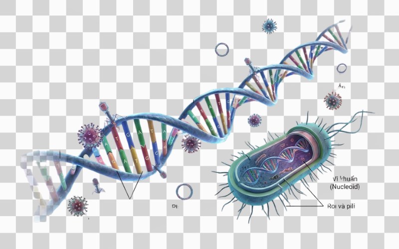 Mô hình ADN kết hợp vi khuẩn – virus