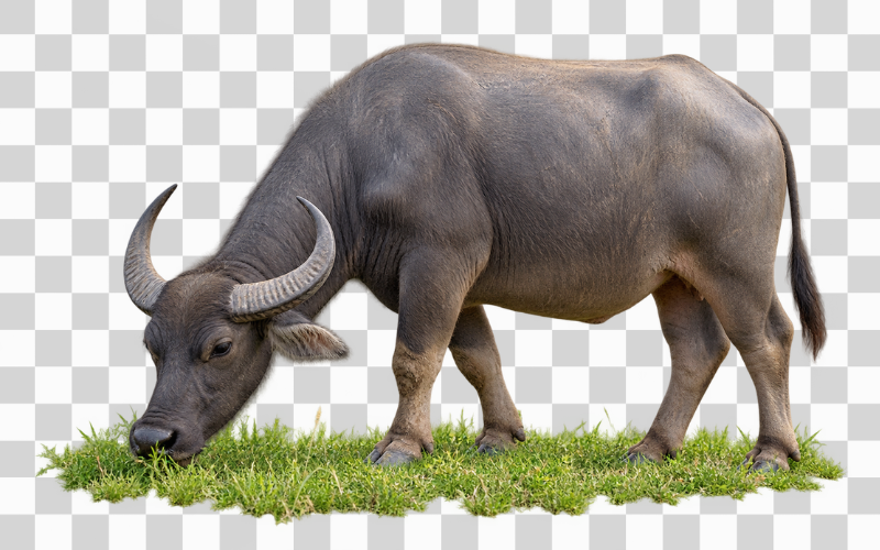 Hình ảnh con trâu đang gặm cỏ trên đồng