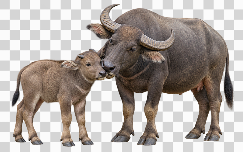 Hình ảnh trâu mẹ và nghé con quấn quýt