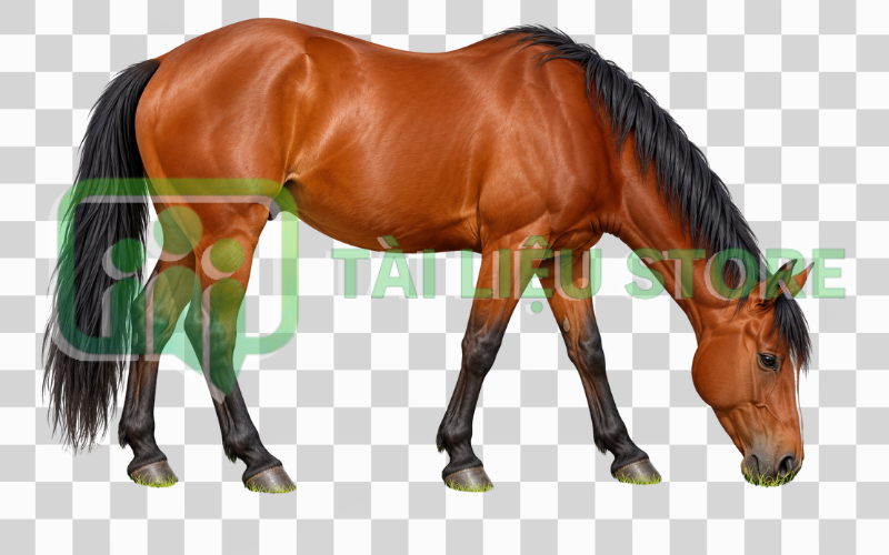 Ngựa vector đang gặm cỏ trên đồng