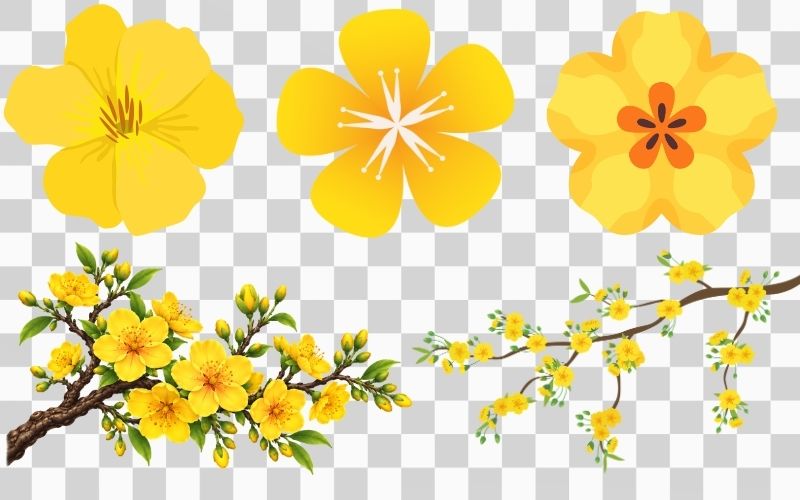 Vector hoa mai vàng truyền thống